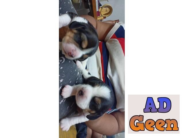 used Top quality beagle pups male and female for sale for sale 